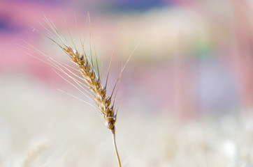 Obraz premium barley and space