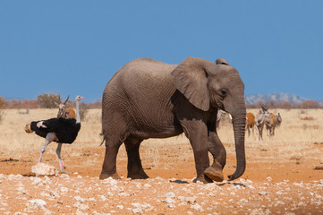 Elefant, Antilopen und afrikanischer Strauss im Etosha Nationalpark; Namibia 