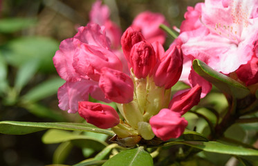 Obraz premium Rhododendron