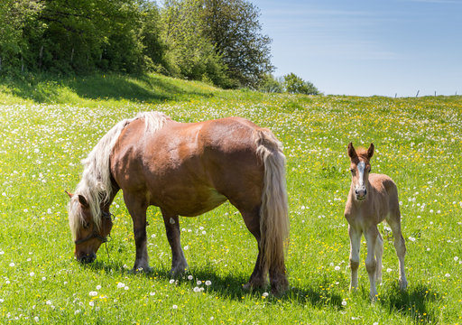 Jument Comtoise et son poulain