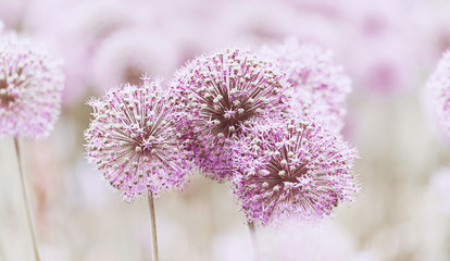 Fototapety  Kwiaty czosnku