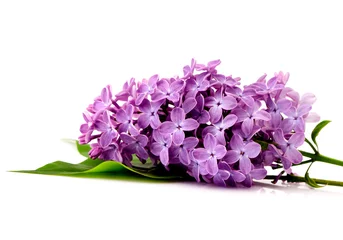 Foto op Plexiglas Branch of lilac flowers on a white background © Rozmarina