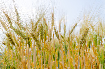 barley and white cloud