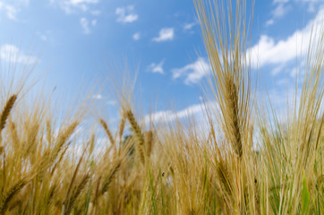 Fototapeta premium barley and blue sky