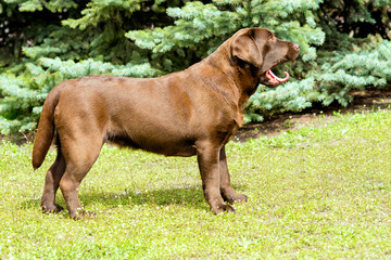 Labrador Chocolate with tongue.  Labrador Retriever is on the green grass.