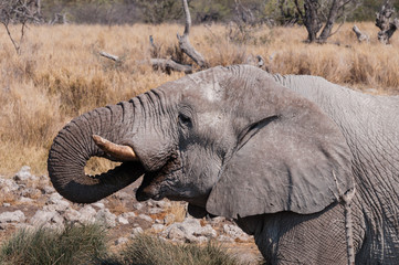 Wüstenelefant im Etosha-Nationalpark; Namibia