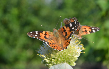 beautiful butterfly
