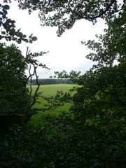 Ausblick vom Baumwipfel