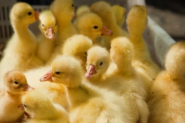 Close-up of yellow ducklings heads