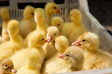Close-up of yellow ducklings heads