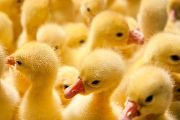 Close-up of yellow ducklings heads