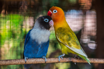 Portrait of a beautiful parrot. Thailand Asia