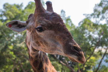 Naklejka premium Huge giraffe walking in zoopark in Thailand Asia