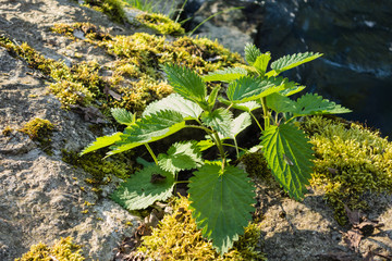 Brennnessel am Flussufer