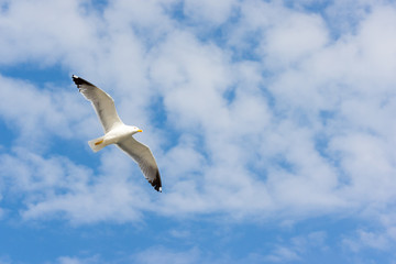 Möwe im Flug