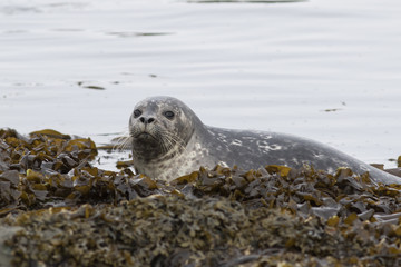 Naklejka premium young Harbor seal that climbs on the rocks at low tide in spring