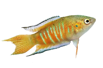 paradise fish gourami Macropodus opercularis tropical Aquarium fish 