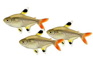 Swarm of Golden pristella tetra Pristella maxillaris X-ray tetra fish isolated on white 