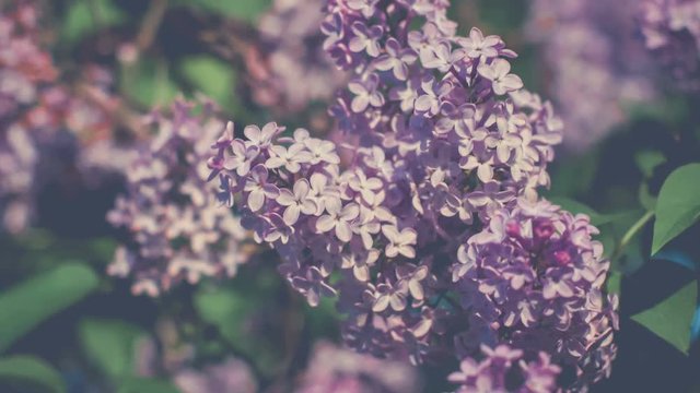 Close uo from Lilac bushes in full bloom in the spring, blurred background, 4K 3840 x 2160 ultra high definition footage
