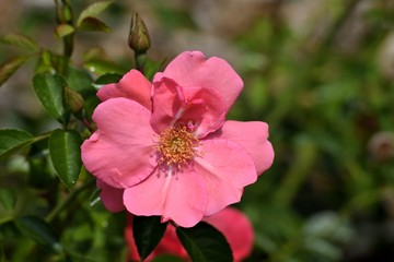 Vibrant pink flower in garden