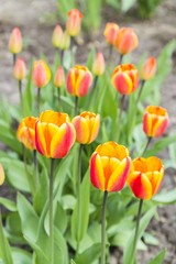 Group of orange tulips in garden