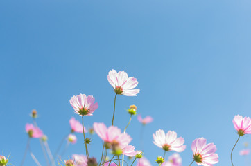 秋空とコスモス