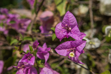 Flowers in Thailand nature beautiful