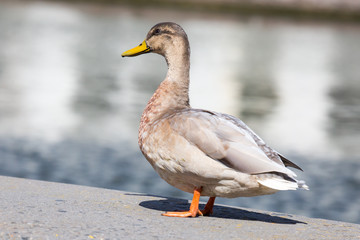 Ente - Auge in Auge
