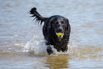 Hund am Meer mit Tennisball