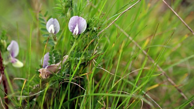 a Vicia lutea wild flower on a rainy day in nature