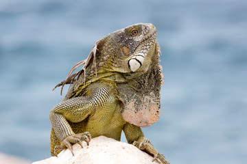 Leguan am Meer