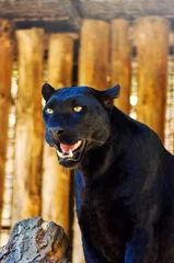 Foto auf Acrylglas black Panther © The Len