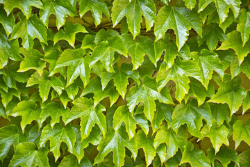 Fototapeta na wymiar Świeże, wiosenne liście bluszczu na murze. Zielone i kolorowe liście bluszczu oświetlone słońcem.