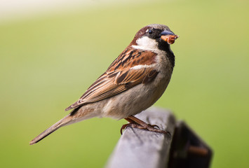 Sparrow eating maggot on wood.