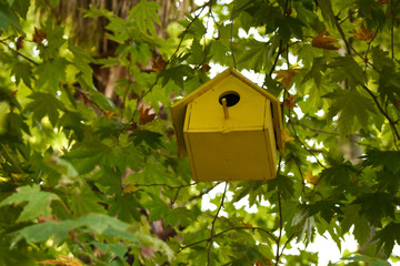 Yellow bird box on a tree. Nesting box on a tree.