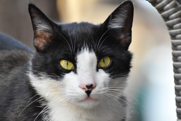 Black and white cat with yellow eyes looking forward.  