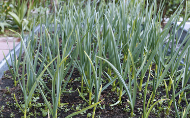 Vegetable bed for growing garlic