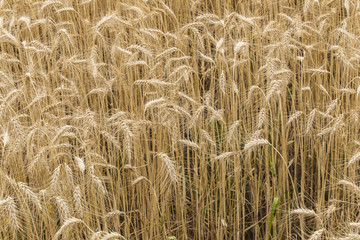 fields of wheat 13