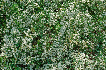 Spiraea alpine spring flower - white flowering shrub.Green bushe
