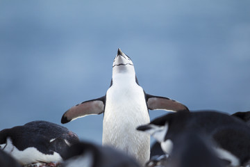 hatchery chinstrap penguins