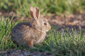Cute Baby Cottontail Rabbit