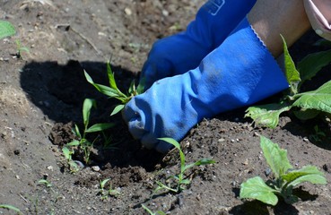 Naklejka premium ガーデニング・雑草取り