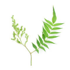 Ветка на белом фоне