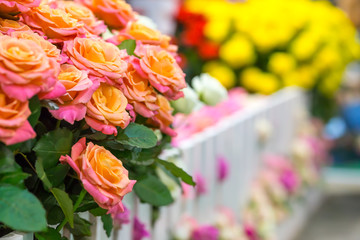 Roses behind the fence