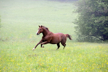 wild horse, beautyful Quarter horse running through the morning fog