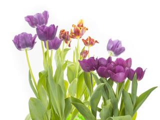 Beautiful tulips on white background