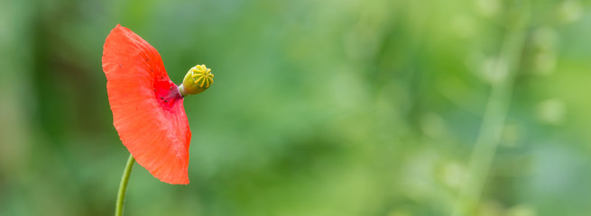 Mohn Klatschmohn (Papaver rhoeas) Ende einer Blüte 