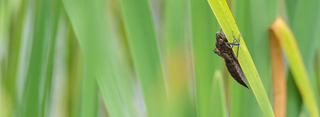 Exuvie der Großen Königslibelle (Anax imperator)
