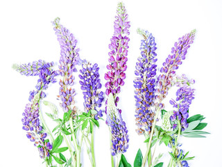 Naklejka premium Lupine Wildflower Stocks On White Background