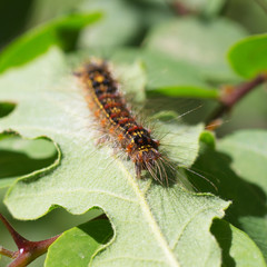 Caterpillar on a Leaf